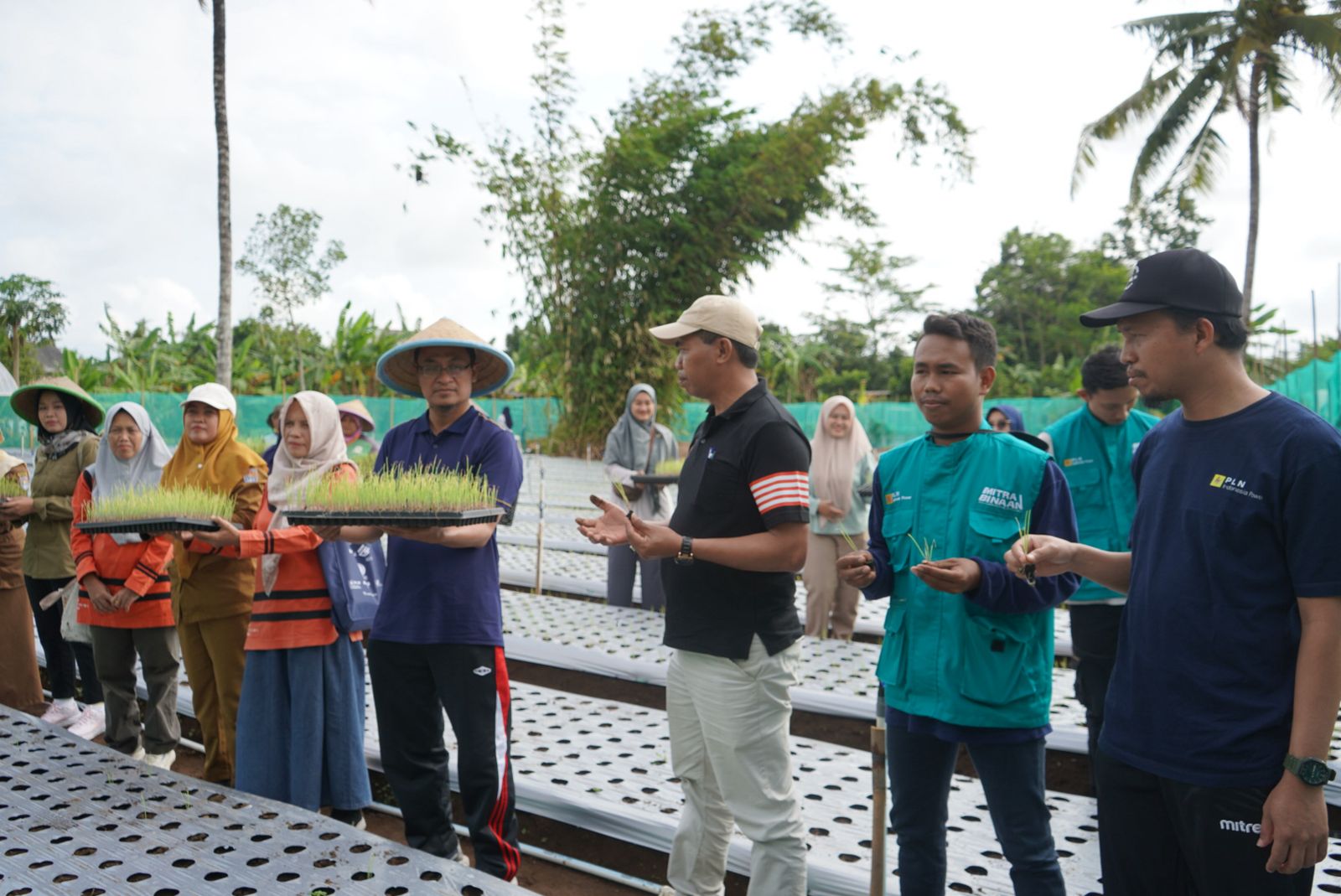 Petani Milenial Bunton Bersama PLN Indonesia Power UBP Jawa Tengah 2 Adipala Gelar Tanam Raya Bawang Merah